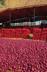 Fresh Red Onions/Shallots - Image 1