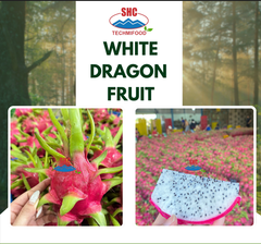 Vietnam Fresh Dragon Fruit, Global Exporter, Best Wholesale Price – product photo 1, product detail gallery