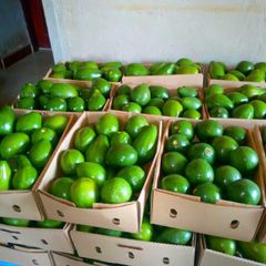 fruits and vegetables Grade FIRST GRADE Packaging BOX 10KG Product Type Dried Fruits Export Focus Exports To Other Countries - Image 1