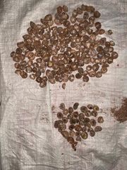 Areca Nuts (Betel Nuts) Indonesia - Image 3