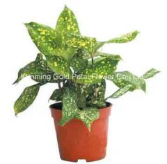 Fresh Cut Leaves Star Leaves Feature Fresh Model NO. 067 Material Nature Style Wholsales HS Code 06031900 Type Star - Image 3