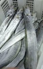 Ribbon fish – product photo 3, product detail gallery