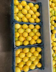 FRESH EUREKA LEMON FOR SALE!! CLASS 1 EXPORT QUALITY EUREKA LEMONS AVAILABLE FOR EXPORT – product photo 4, product detail gallery