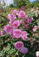 Dried Rose Buds - Image 1