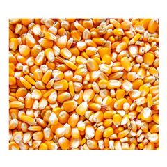 Common Cultivate Poultry Feed Yellow Corn Suppliers Yellow Maize for Animal - Image 3