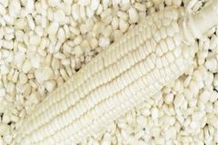Yellow Corn & White Corn/Maize for Human & Animal Feed FOR SALE/GRADE 1 Non GMO White and Yellow Corn/Maize – product photo 2, product detail gallery