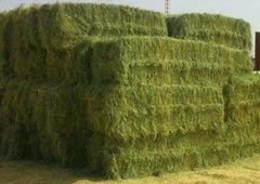 Rhode Grass Grade Grade A Drying Method Sun-dried Mold Content Free From Mold Weed Content Free From Weeds - Image 1