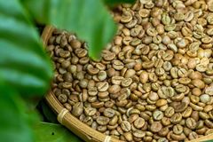 Green Robusta Coffee Beans Washed & Natural | High Caffeine Wholesale Screen 15, 16, 18 Robusta - Image 3