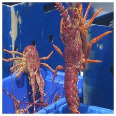 Live Lobsters Frozen Box Style Packaging Weight Shelf Origin Type Life Size Place Model Alive. - Image 4
