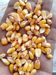 Yellow Maize Corn - Image 4