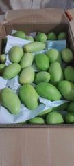 Fresh Davoa Mangoes from Philippines - Image 1