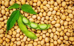 Organic Soya Beans - Image 2