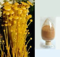 Flammulina Velutipe Enoki Mushroom Powder Capsule Brown Organic LowFat LowSalt 2Y 25kg MOQ100 - Image 1