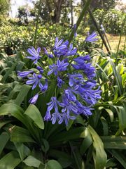 Agapanthus praecox - Image 3