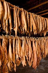 Tobacco Leaf - Image 2