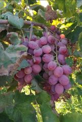 Fresh Red Globe Grapes Algeria 2026 - Image 1