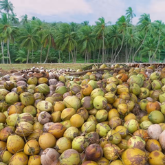 Semi-husked coconut – product photo 9, product detail gallery
