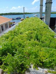 Rare Chlorophyll-Rich Green Sea Moss - Image 2