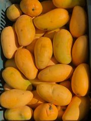 Sweet Fresh Mango With Rich Taste Juicy Flesh And Attractive Quality Ideal For Fruit Shops Grocery Stores – product photo 1, product detail gallery