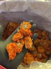 Egyptian Calendula Petals & Flowers (Marigold) - Image 2