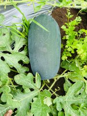 Fresh Fruits and Vegetables - Image 1