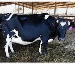 Pregnant Holstein Heifers cow.Cheap Pregnant Holstein Heifers Cow/ Healthy Cattle At Affordable Prices.Holstein Friesian Livestock - Image 3