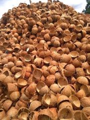 Coconut Shell - Image 5