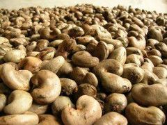 Premium Raw Cashew Nuts - Image 4