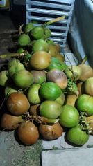 Green Young Coconut from Indonesia - Fresh Fruit - Fresh Coconut - Incoterm : FOB - Image 3
