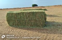 Rhodes Grass Hay A+ Premium Quality | Pakistan Export | Livestock Feed Bulk Supplier - Image 2