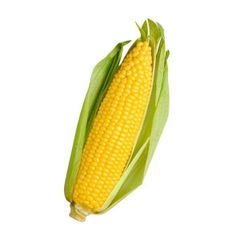 Farm Fresh Yellow Corn Sweet Corn Premium Quality Bulk Wholesale Fresh Produce - Image 2