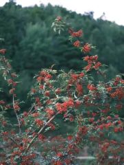 Premium Quality Sichuan Pepper Color Red HS Code 0904 Model NO. red with Seeds Yes Origin Sichuan Type Dehydrated Trademark - Image 6