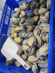 frozen abalone Size 12,14,16,18,20 Pcs/kg Packing 1kg/bag, 10 - Image 1