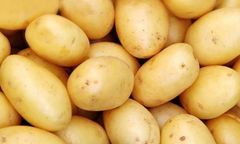 Potatoes (Sifra and Mondial) – product photo 1, product detail gallery