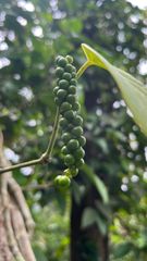 Black pepper - Image 5