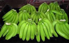 Fresh Cavendish Banana - Image 3