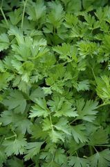 Fresh Italian Parsley – Curly & Flat Leaf (Prezzemolo) - Image 1