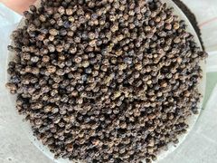 Black Pepper - Image 2