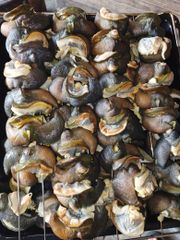 Dried African Giant Land Snail (Archachatina marginata) - Image 3