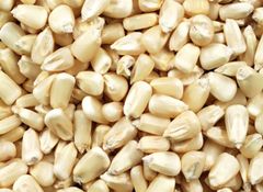 White Maize – product photo 1, product detail gallery