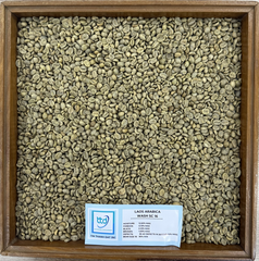 Laos Arabica Grade 1, Screen 16 18, Fully-Washed - Image 4