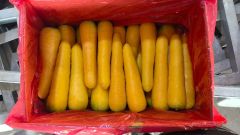 Fresh carrot - Image 3