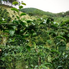 BEST SELLER - Fresh PASSION FRUIT Vietnam for export with standard quality and best price – product photo 6, product detail gallery