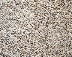 Premium Grade Cumin Seeds 99% Machine Clean;Premium Grade Cumin Seeds 99% Machine Clean – product photo 1, product detail gallery