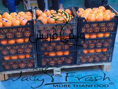 Mandarin - Image 3