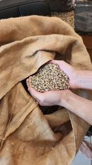 Green Coffee Beans – product photo 3, product detail gallery