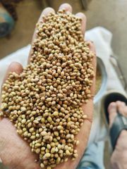 Coriander Seeds - Image 2