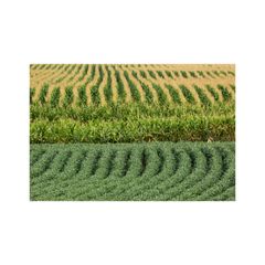 High Quality Non GMO Yellow Soybeans - Soybeans /Soya Bean (8.0mm) with High Quality Non Gmo High Quality Non GMO Yellow Soybean - Image 3