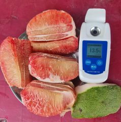 Song Nam ITD expands green skin pomelo exports  – Your Trusted Pomelo Export Partner - Image 6