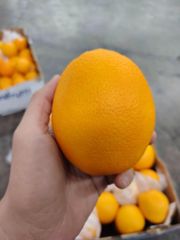 Premium Navel Oranges from South Africa! CLASS 1 Export Quality! NEW CROPS!! Excellent packing - Image 2